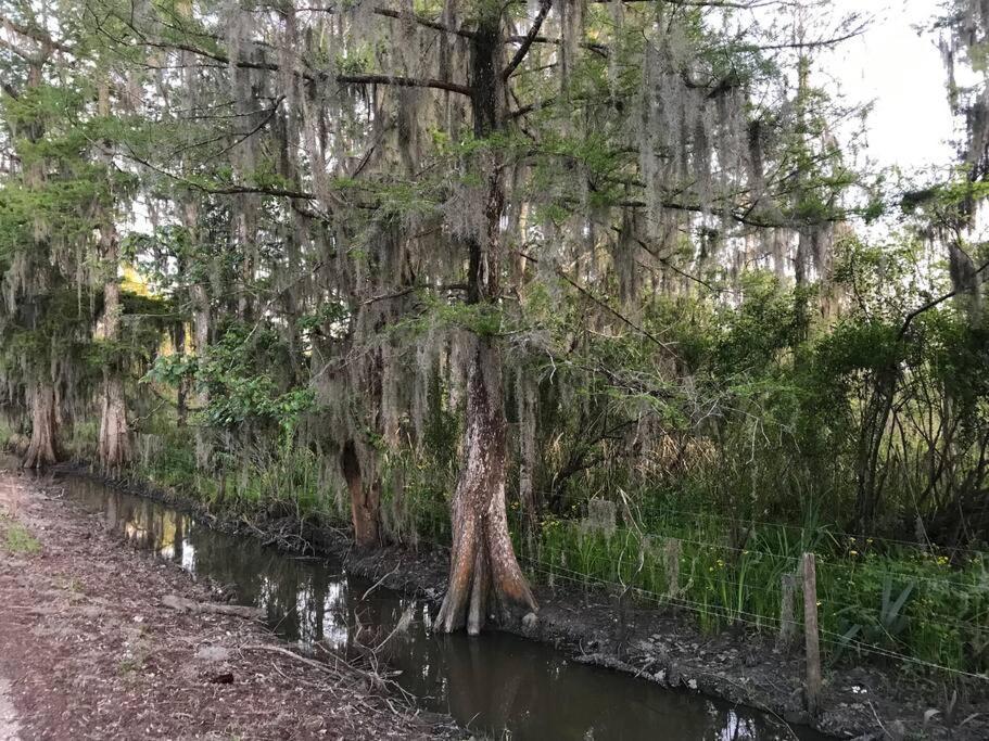 La Maison Du Bayou Petite Anse Near Avery Island New Iberia Exteriör bild